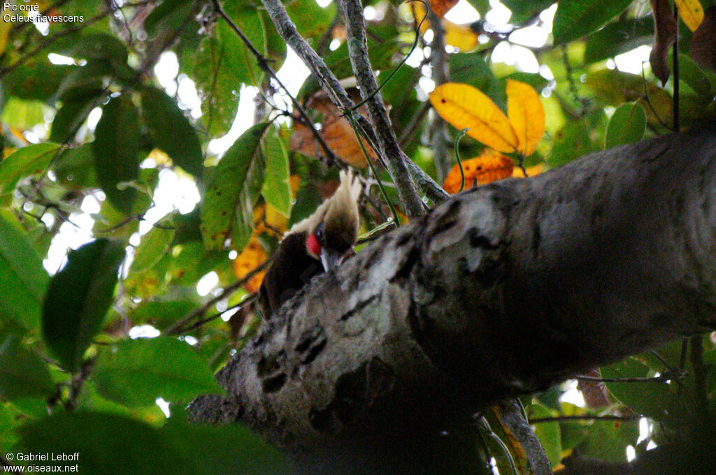 Blond-crested Woodpecker