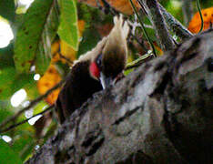 Blond-crested Woodpecker