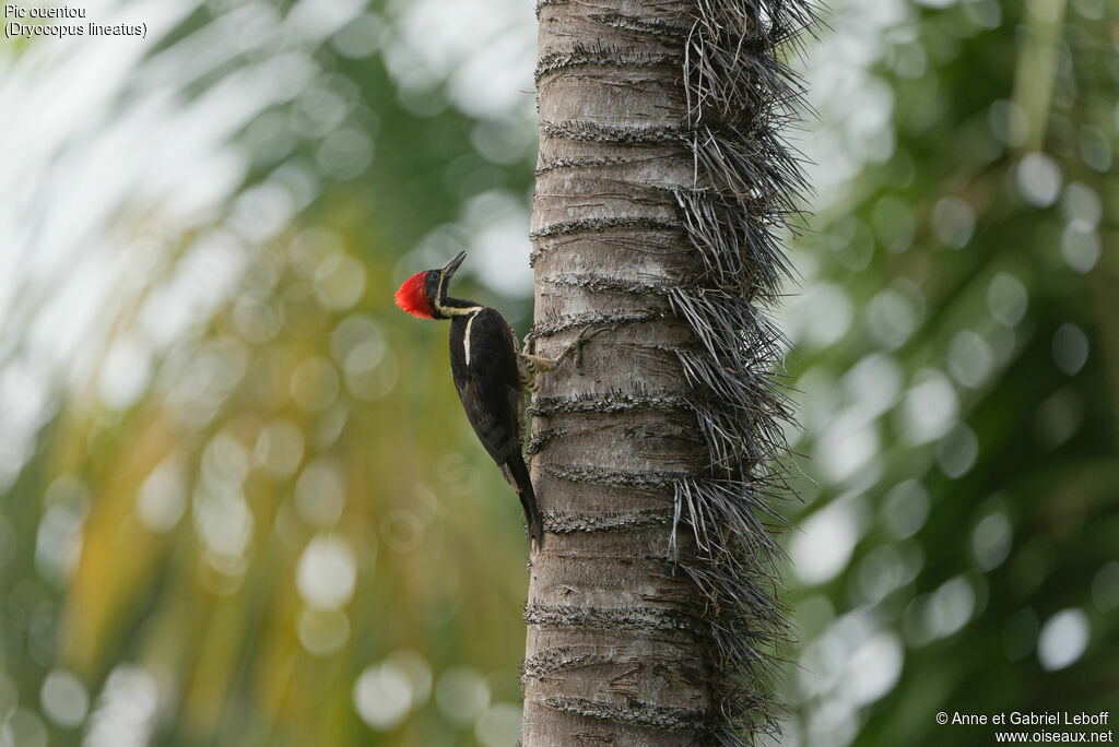 Lineated Woodpecker female adult