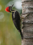 Lineated Woodpecker