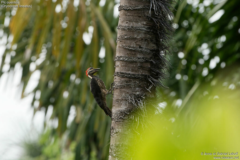 Lineated Woodpecker female adult