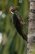 Lineated Woodpecker