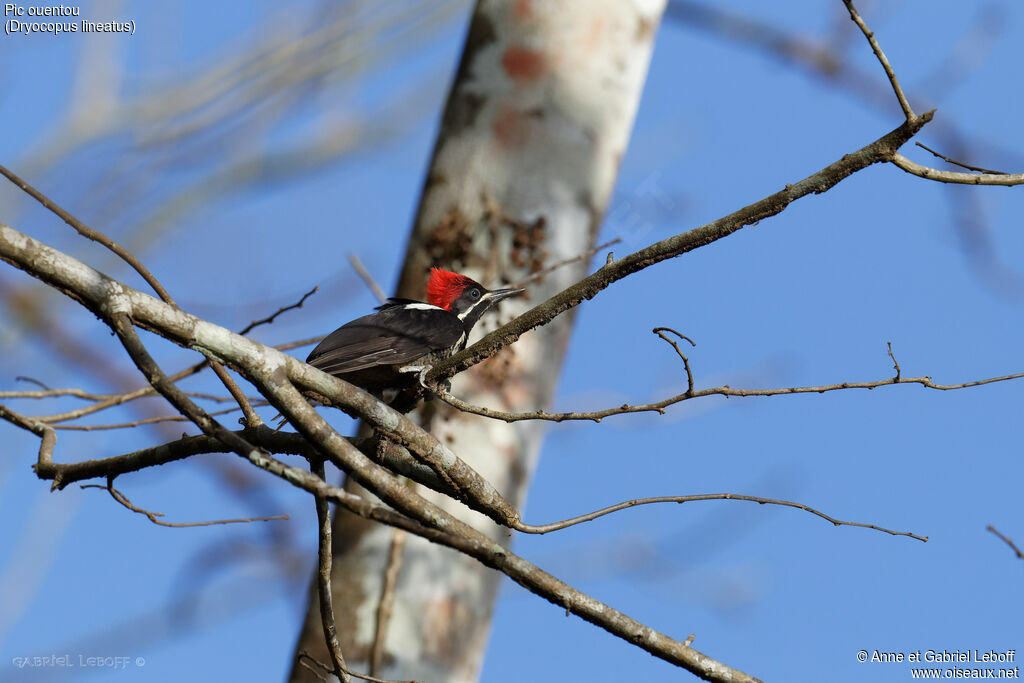 Lineated Woodpecker female