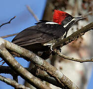 Lineated Woodpecker