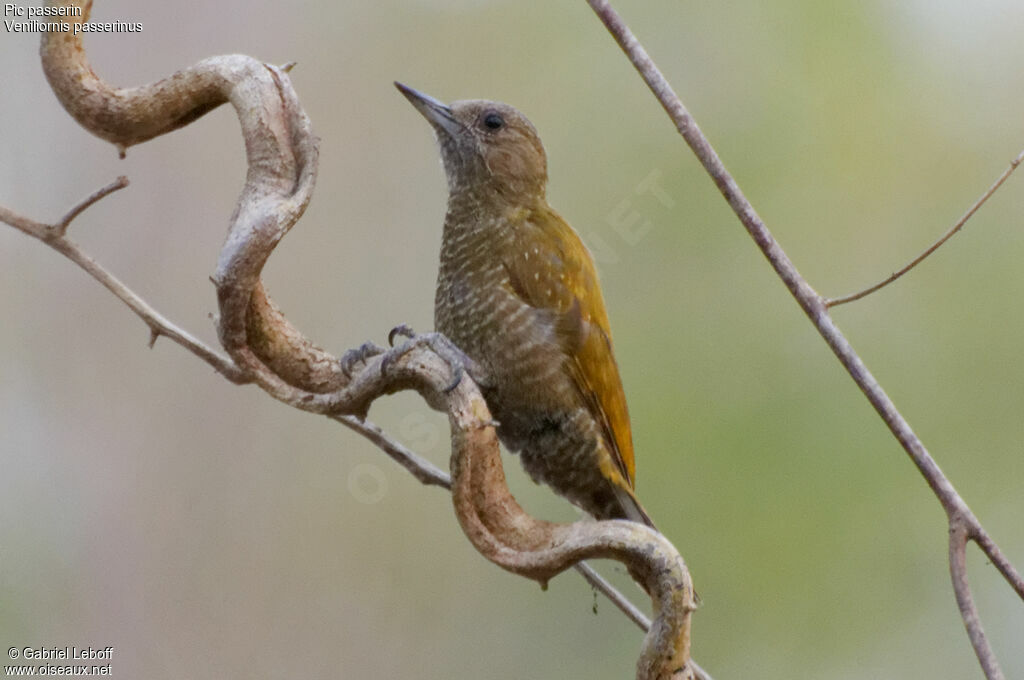 Little Woodpecker female