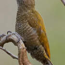 Pic passerin