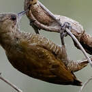 Pic passerin