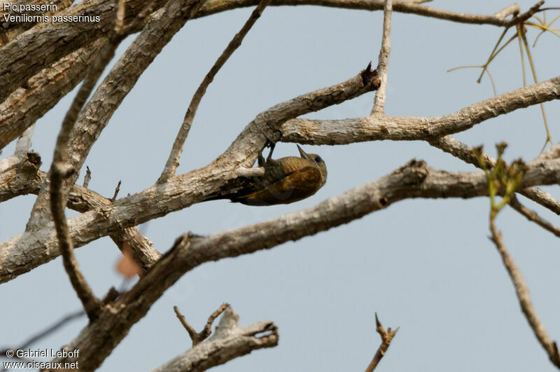 Little Woodpecker female