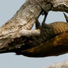 Pic passerin