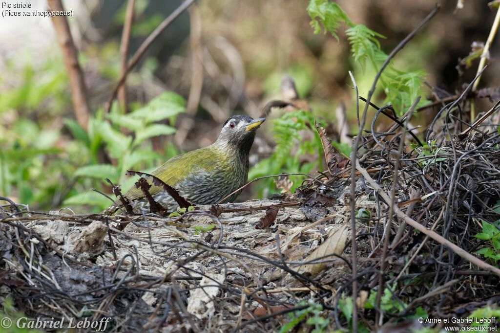 Streak-throated Woodpecker female