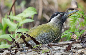 Streak-throated Woodpecker