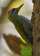 Streak-throated Woodpecker