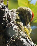 Streak-throated Woodpecker