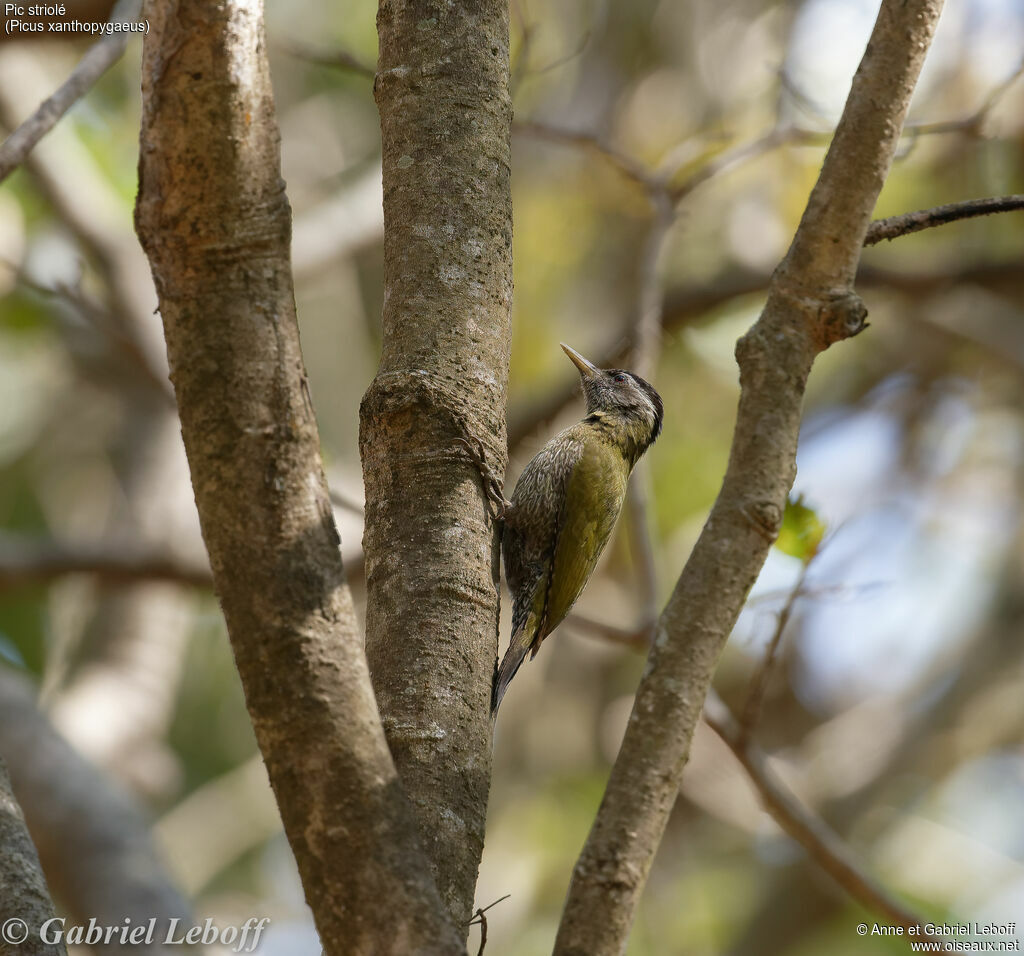 Streak-throated Woodpecker female