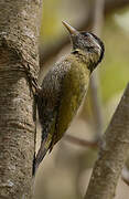 Streak-throated Woodpecker