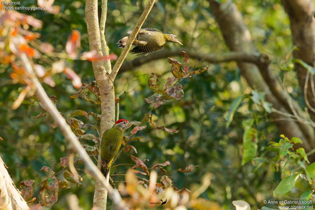 Pic striolé