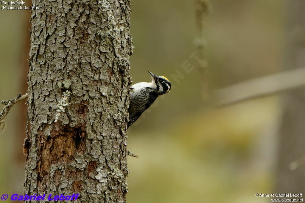 Eurasian Three-toed Woodpecker male adult