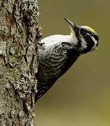 Eurasian Three-toed Woodpecker