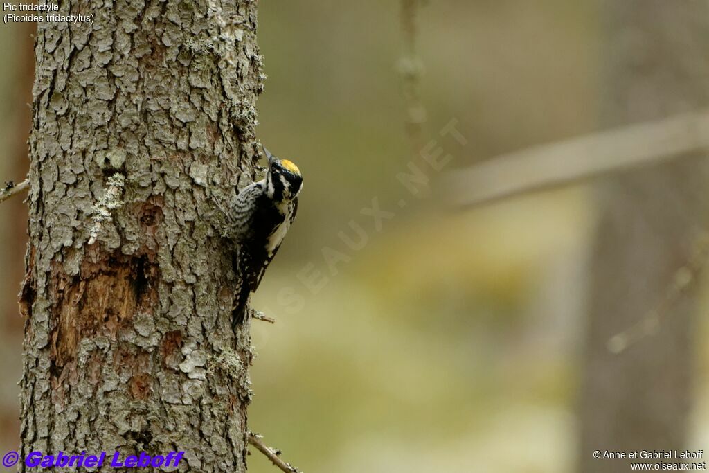 Eurasian Three-toed Woodpecker male adult