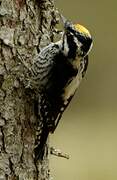 Eurasian Three-toed Woodpecker