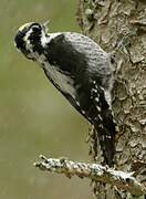 Eurasian Three-toed Woodpecker