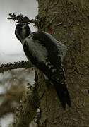 Eurasian Three-toed Woodpecker