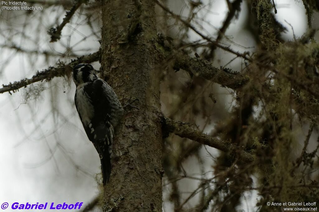 Eurasian Three-toed Woodpecker female adult