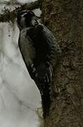 Eurasian Three-toed Woodpecker