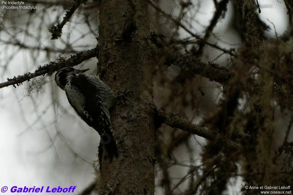 Eurasian Three-toed Woodpecker female adult