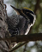 Eurasian Three-toed Woodpecker