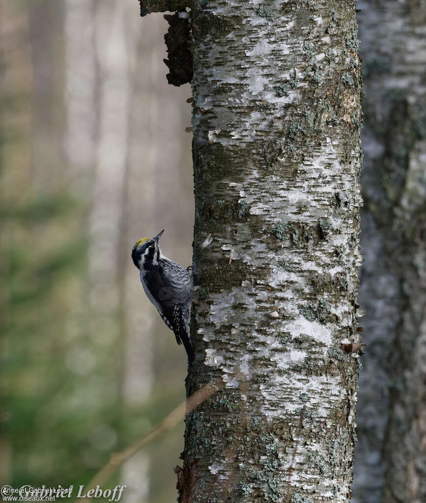 Eurasian Three-toed Woodpecker male adult breeding, pigmentation, Behaviour