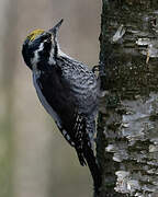 Eurasian Three-toed Woodpecker