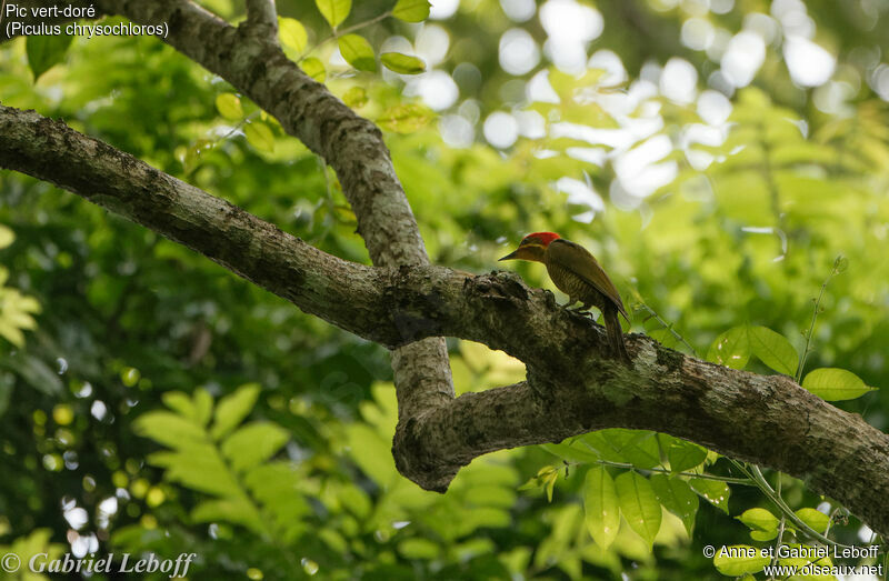 Golden-green Woodpecker male adult