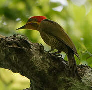 Golden-green Woodpecker