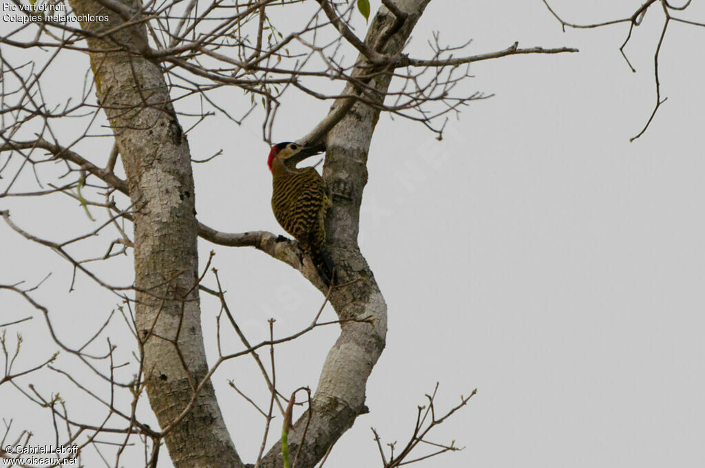 Green-barred Woodpecker female