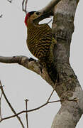 Green-barred Woodpecker