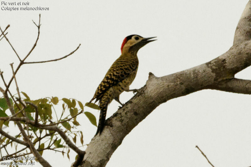 Green-barred Woodpecker female