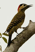 Green-barred Woodpecker