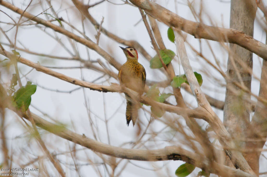 Green-barred Woodpecker male adult, identification