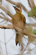 Green-barred Woodpecker