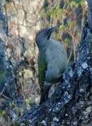 European Green Woodpecker