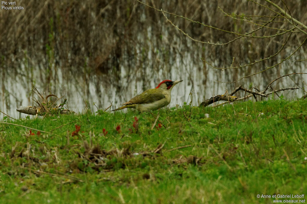 European Green Woodpecker male