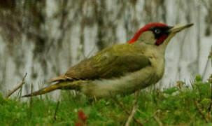 European Green Woodpecker