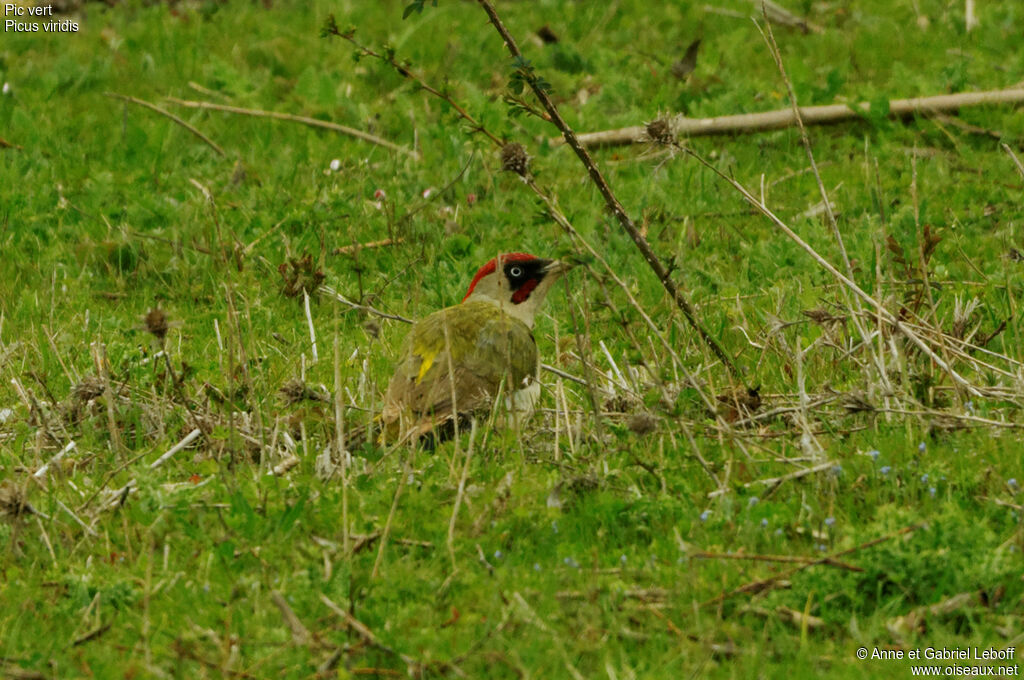 European Green Woodpecker male adult