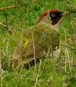 European Green Woodpecker