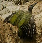 European Green Woodpecker