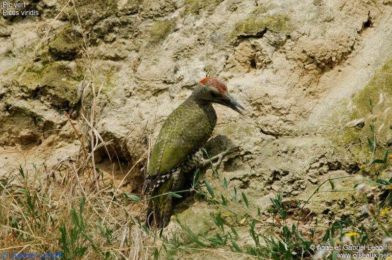 European Green Woodpecker male immature