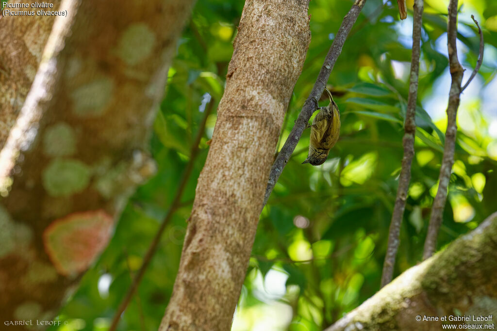 Olivaceous Piculet female