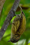 Olivaceous Piculet