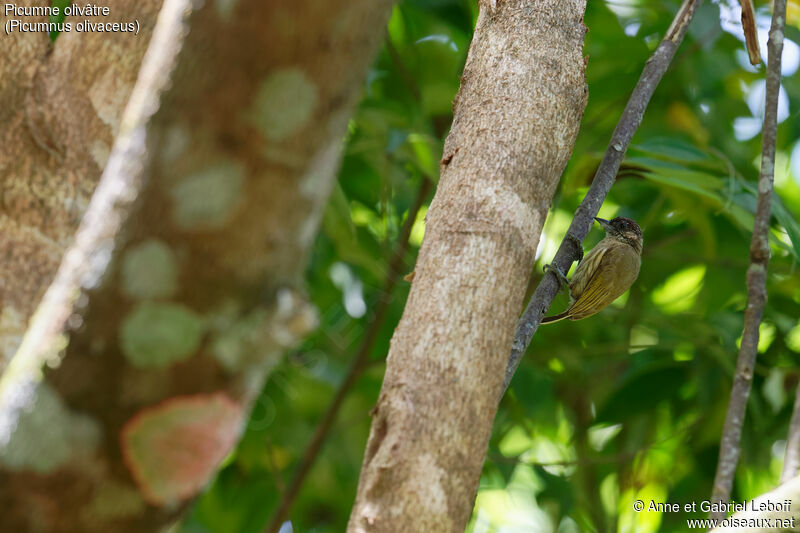 Olivaceous Piculet female